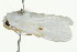  ( - PHFLO-0066)  @13 [ ] CreativeCommons - Attribution (2010) CBG Photography Group Centre for Biodiversity Genomics
