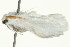  ( - PHFLO-0068)  @13 [ ] CreativeCommons - Attribution (2010) CBG Photography Group Centre for Biodiversity Genomics