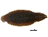  (Placobdella parasitica - BIOUG14254-H11)  @11 [ ] CreativeCommons - Attribution (2015) CBG Photography Group Centre for Biodiversity Genomics