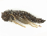  ( - CBG-B13579-B03)  @11 [ ] CreativeCommons - Attribution Share - Alike (2025) CBG Photography Group Centre for Biodiversity Genomics