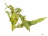 ( - BIOUG85755-G09)  @11 [ ] CreativeCommons - Attribution (2022) CBG Photography Group Centre for Biodiversity Genomics