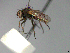  ( - MACN-EN-33675)  @11 [ ] Copyright (2019) MACN Museo Argentino de Ciencias Naturales "Bernardino Rivadavia"