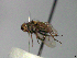  ( - MACN-EN-33677)  @11 [ ] Copyright (2019) MACN Museo Argentino de Ciencias Naturales "Bernardino Rivadavia"