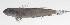  ( - PHI-411)  @11 [ ] CreativeCommons  Attribution Non-Commercial (by-nc) (2013) Unspecified Smithsonian Institution National Museum of Natural History