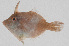  (Acreichthys - PIL-409)  @11 [ ] CreativeCommons  Attribution Non-Commercial (by-nc) (2014) Unspecified Smithsonian Institution National Museum of Natural History