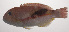  ( - VIS-126)  @11 [ ] CreativeCommons  Attribution Non-Commercial (by-nc) (2015) Unspecified Smithsonian Institution National Museum of Natural History