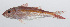  ( - PHIL-024)  @11 [ ] CreativeCommons  Attribution Non-Commercial (by-nc) (2015) Unspecified Smithsonian Institution National Museum of Natural History