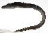  ( - PHIL-439)  @11 [ ] CreativeCommons  Attribution Non-Commercial (by-nc) (2015) Unspecified Smithsonian Institution National Museum of Natural History