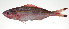  ( - PI-0084)  @11 [ ] CreativeCommons  Attribution Non-Commercial (by-nc) (2011) Unspecified Smithsonian Institution National Museum of Natural History