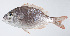  ( - PI-0315)  @11 [ ] CreativeCommons  Attribution Non-Commercial (by-nc) (2011) Unspecified Smithsonian Institution National Museum of Natural History