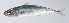  ( - PI-0326)  @11 [ ] CreativeCommons  Attribution Non-Commercial (by-nc) (2011) Unspecified Smithsonian Institution National Museum of Natural History