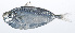  ( - RP-221)  @11 [ ] CreativeCommons  Attribution Non-Commercial (by-nc) (2012) Unspecified Smithsonian Institution National Museum of Natural History