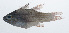  (Ostorhinchus multilineatus - RP-057)  @11 [ ] CreativeCommons  Attribution Non-Commercial (by-nc) (2012) Unspecified Smithsonian Institution National Museum of Natural History