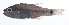  (Ostorhinchus nigrocincta - RP-130)  @11 [ ] CreativeCommons  Attribution Non-Commercial (by-nc) (2012) Unspecified Smithsonian Institution National Museum of Natural History
