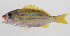  ( - PHI-217)  @11 [ ] CreativeCommons  Attribution Non-Commercial (by-nc) (2013) Unspecified Smithsonian Institution National Museum of Natural History
