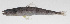  ( - PHI-376)  @11 [ ] CreativeCommons  Attribution Non-Commercial (by-nc) (2013) Unspecified Smithsonian Institution National Museum of Natural History