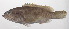  ( - PHI-378)  @11 [ ] CreativeCommons  Attribution Non-Commercial (by-nc) (2013) Unspecified Smithsonian Institution National Museum of Natural History