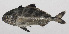  ( - PHI-267)  @11 [ ] CreativeCommons  Attribution Non-Commercial (by-nc) (2013) Unspecified Smithsonian Institution National Museum of Natural History