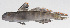  (Tomiyamichthys russus - PHI-402)  @11 [ ] CreativeCommons  Attribution Non-Commercial (by-nc) (2013) Unspecified Smithsonian Institution National Museum of Natural History