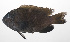  ( - PHI-098)  @11 [ ] CreativeCommons  Attribution Non-Commercial (by-nc) (2013) Unspecified Smithsonian Institution National Museum of Natural History