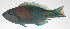  ( - PHI-092)  @11 [ ] CreativeCommons  Attribution Non-Commercial (by-nc) (2013) Unspecified Smithsonian Institution National Museum of Natural History