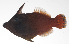  ( - PHI-126)  @11 [ ] CreativeCommons  Attribution Non-Commercial (by-nc) (2013) Unspecified Smithsonian Institution National Museum of Natural History