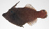  ( - PHI-125)  @11 [ ] CreativeCommons  Attribution Non-Commercial (by-nc) (2013) Unspecified Smithsonian Institution National Museum of Natural History