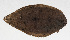 ( - PHI-252)  @11 [ ] CreativeCommons  Attribution Non-Commercial (by-nc) (2013) Unspecified Smithsonian Institution National Museum of Natural History