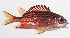  ( - PHI-190)  @11 [ ] CreativeCommons  Attribution Non-Commercial (by-nc) (2013) Unspecified Smithsonian Institution National Museum of Natural History