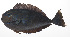  ( - PHI-139)  @11 [ ] CreativeCommons  Attribution Non-Commercial (by-nc) (2013) Unspecified Smithsonian Institution National Museum of Natural History