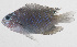  ( - PHI-208)  @11 [ ] CreativeCommons  Attribution Non-Commercial (by-nc) (2013) Unspecified Smithsonian Institution National Museum of Natural History