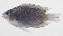  ( - PHI-209)  @11 [ ] CreativeCommons  Attribution Non-Commercial (by-nc) (2013) Unspecified Smithsonian Institution National Museum of Natural History