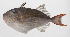  ( - PHI-196)  @11 [ ] CreativeCommons  Attribution Non-Commercial (by-nc) (2013) Unspecified Smithsonian Institution National Museum of Natural History