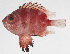 ( - PHI-354)  @11 [ ] CreativeCommons  Attribution Non-Commercial (by-nc) (2013) Unspecified Smithsonian Institution National Museum of Natural History