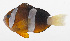  ( - PHI-343)  @11 [ ] CreativeCommons  Attribution Non-Commercial (by-nc) (2013) Unspecified Smithsonian Institution National Museum of Natural History