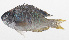  ( - PHI-337)  @11 [ ] CreativeCommons  Attribution Non-Commercial (by-nc) (2013) Unspecified Smithsonian Institution National Museum of Natural History