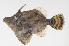  ( - PHI-340)  @11 [ ] CreativeCommons  Attribution Non-Commercial (by-nc) (2013) Unspecified Smithsonian Institution National Museum of Natural History