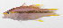  (Liopropoma lemniscatum - PHI-336)  @11 [ ] CreativeCommons  Attribution Non-Commercial (by-nc) (2013) Unspecified Smithsonian Institution National Museum of Natural History