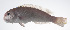  ( - PIL-026)  @11 [ ] CreativeCommons  Attribution Non-Commercial (by-nc) (2014) Unspecified Smithsonian Institution National Museum of Natural History