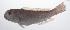  ( - PIL-026)  @11 [ ] CreativeCommons  Attribution Non-Commercial (by-nc) (2014) Unspecified Smithsonian Institution National Museum of Natural History
