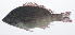 ( - PIL-031)  @11 [ ] CreativeCommons  Attribution Non-Commercial (by-nc) (2014) Unspecified Smithsonian Institution National Museum of Natural History