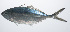  ( - PIL-040)  @11 [ ] CreativeCommons  Attribution Non-Commercial (by-nc) (2014) Unspecified Smithsonian Institution National Museum of Natural History