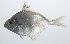  ( - PIL-051)  @11 [ ] CreativeCommons  Attribution Non-Commercial (by-nc) (2014) Unspecified Smithsonian Institution National Museum of Natural History