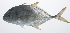  ( - PIL-057)  @11 [ ] CreativeCommons  Attribution Non-Commercial (by-nc) (2014) Unspecified Smithsonian Institution National Museum of Natural History