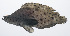  ( - PIL-065)  @11 [ ] CreativeCommons  Attribution Non-Commercial (by-nc) (2014) Unspecified Smithsonian Institution National Museum of Natural History