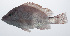  ( - PIL-066)  @11 [ ] CreativeCommons  Attribution Non-Commercial (by-nc) (2014) Unspecified Smithsonian Institution National Museum of Natural History