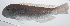  (Branchiostegus sawakinensis - PIL-067)  @11 [ ] CreativeCommons  Attribution Non-Commercial (by-nc) (2014) Unspecified Smithsonian Institution National Museum of Natural History