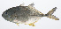  ( - PIL-070)  @11 [ ] CreativeCommons  Attribution Non-Commercial (by-nc) (2014) Unspecified Smithsonian Institution National Museum of Natural History