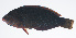  ( - PIL-087)  @11 [ ] CreativeCommons  Attribution Non-Commercial (by-nc) (2014) Unspecified Smithsonian Institution National Museum of Natural History