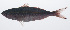  ( - PIL-091)  @11 [ ] CreativeCommons  Attribution Non-Commercial (by-nc) (2014) Unspecified Smithsonian Institution National Museum of Natural History